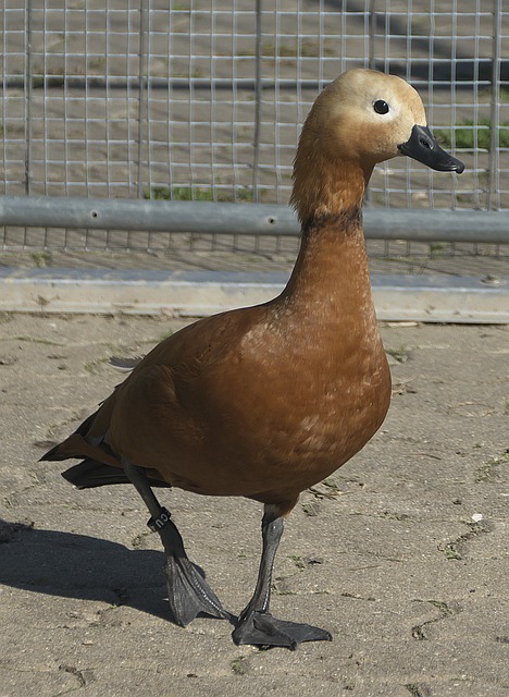 大王